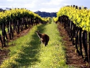 Виноградник в Австралии фото